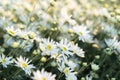 White daisy flowers in early morning sunlight Royalty Free Stock Photo