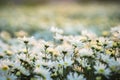 White daisy flowers in early morning sunlight Royalty Free Stock Photo