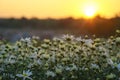 White daisy flowers in early morning sunlight Royalty Free Stock Photo