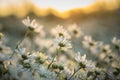 White daisy flowers in early morning sunlight Royalty Free Stock Photo