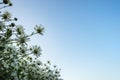 White daisy flowers in early morning sunlight Royalty Free Stock Photo