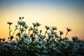 White daisy flowers in early morning sunlight Royalty Free Stock Photo