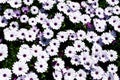 White daisy flowers field African daisy or Osteospermum ecklonis or Cape marguerite. Top view/flat lay