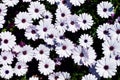 White daisy flowers field African daisy or Osteospermum ecklonis or Cape marguerite. Top view/flat lay