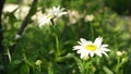 White daisy flowers field meadows. Field of flowers, enjoying white chamomile. Decorative flowers in the garden close up Royalty Free Stock Photo