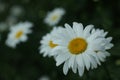 White daisy flowers in a garden. Floral background of daisies flower. Royalty Free Stock Photo