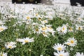 White Daisy Flowers In The Garden