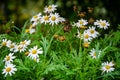 The White Daisy flowers Garden Royalty Free Stock Photo