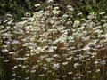 White Daisy flowers garden in summer Royalty Free Stock Photo