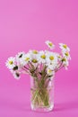 Timeless Elegance: White Daisy Flowers in Glass Vase