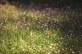 White daisy flowers in grass in spring wind soft focus on a meadow in nature. Royalty Free Stock Photo