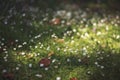 White daisy flowers in grass in spring wind soft focus on a meadow in nature. Royalty Free Stock Photo