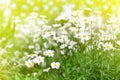 White daisy flowers on green grass and sun lit blurred background close up, chamomile field on sunny summer day, camomile blossom Royalty Free Stock Photo