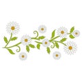 White daisy flowers and green vines. Chamomile flower.