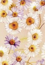 white daisy flowers