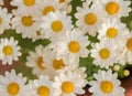 White daisy flowers macro Royalty Free Stock Photo