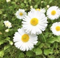 White daisy flowers