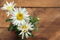 White daisy flowers in the pot on a wood table at home. Top view of large garden chamomile Royalty Free Stock Photo