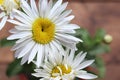 White daisy flowers in the pot on a wood table at home. Top view of large garden chamomile Royalty Free Stock Photo