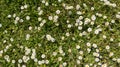 White daisy flowers in sunny day floral abstract nature green field garden background Royalty Free Stock Photo