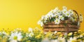 White daisy flowers in wooden basket on yellow spring background Royalty Free Stock Photo