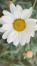 White daisy in the garden. Selective focus and shallow depth of field. Royalty Free Stock Photo