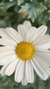 White daisy in the garden. Selective focus and shallow depth of field. Royalty Free Stock Photo