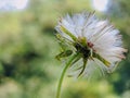 white daisy and grasshopper Royalty Free Stock Photo