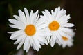 White Daisy on green background,Close-up of Wild chamomile chamomile flower with bug. White flower Royalty Free Stock Photo