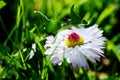 White daisy on green field