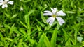 White Daisy in the green grass.