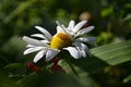 White daisy in a green leaf Royalty Free Stock Photo