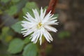 White daisy with green leaves growing in the garden in summer Royalty Free Stock Photo