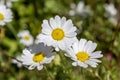 The white daisy grows close-up