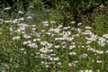 The white daisy grows close-up