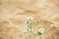 a white daisy grows on a wheat field