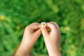 A white daisy in hands of child Royalty Free Stock Photo