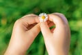 A White Daisy In Hands Of Child