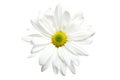 White daisy isolated