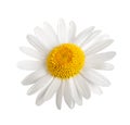 White daisy Royalty Free Stock Photo
