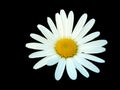 White daisy isolated on black background Royalty Free Stock Photo