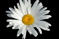 White Daisy Isolated On Black Background Royalty Free Stock Photo