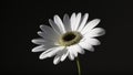 white daisy isolated on a black background. close-up