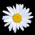 White daisy isolated on black background Royalty Free Stock Photo