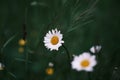 White daisy with a Lucerne bug in the middle of a meadow. Royalty Free Stock Photo