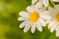 White daisy or Leucanthemum vulgare and water drops