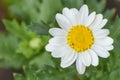 White Daisy Flower Blooming in Garden Royalty Free Stock Photo