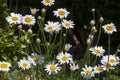 White daisy like flowers of a tanacetum cineariifolium or dalmatian pyrethrum