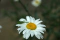 White daisy flower and a little green grasshopper in the garden Royalty Free Stock Photo