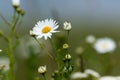 White daisy in macro. Blurred background. Nature.